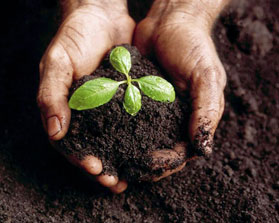 Biodegradable Foamcore Compost